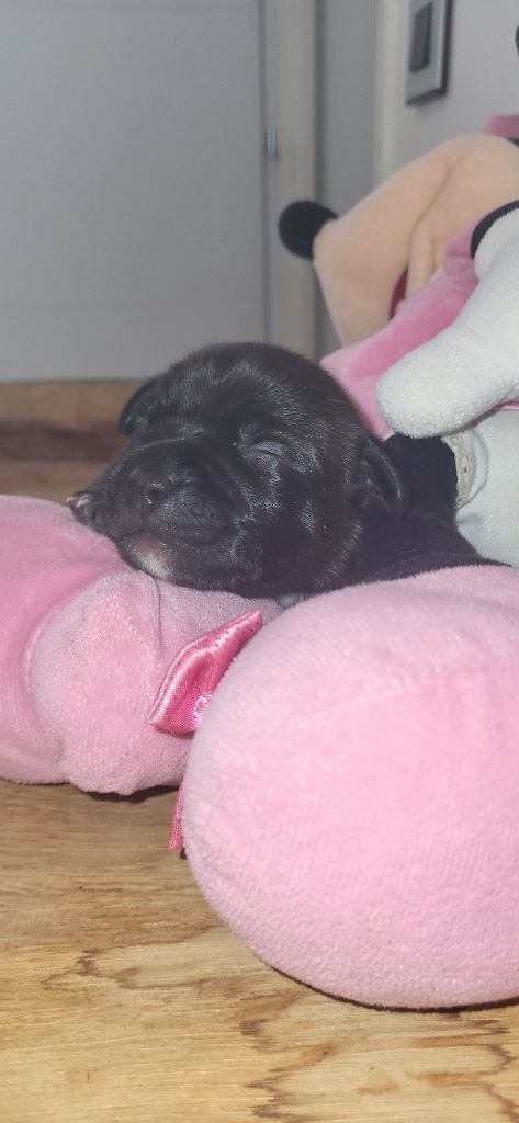 Stafford Of The Red Angels - Staffordshire Bull Terrier - Portée née le 30/01/2024