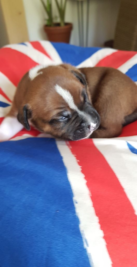 Stafford Of The Red Angels - Staffordshire Bull Terrier - Portée née le 20/10/2019