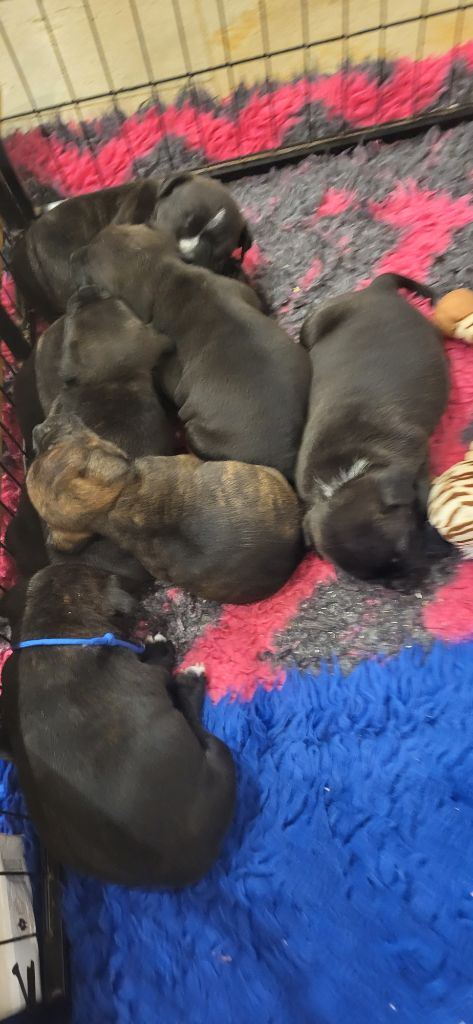 Chiot Staffordshire Bull Terrier Stafford Of The Red Angels